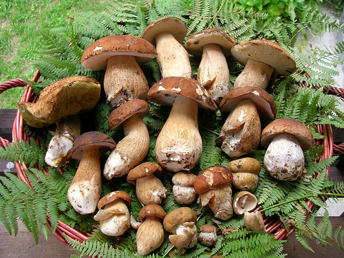 funghi-porcini1