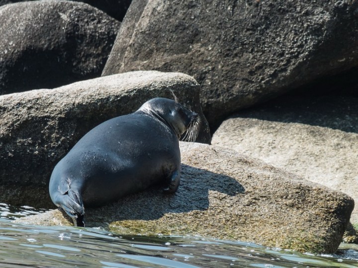 Nerpa_Boris_Zhidikhanov