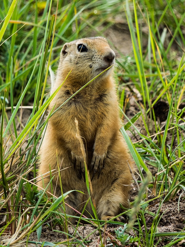 Suslik_Olkhon_Boris_Zhidikhanov