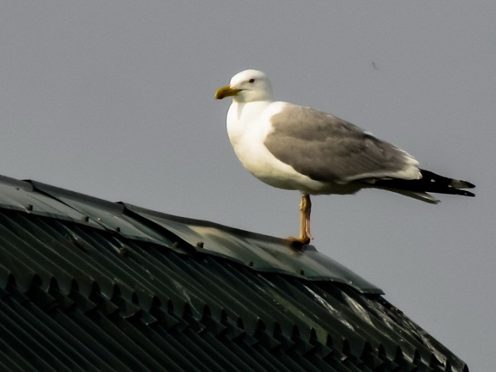 gabbiano_Boris_Zhidikhanov