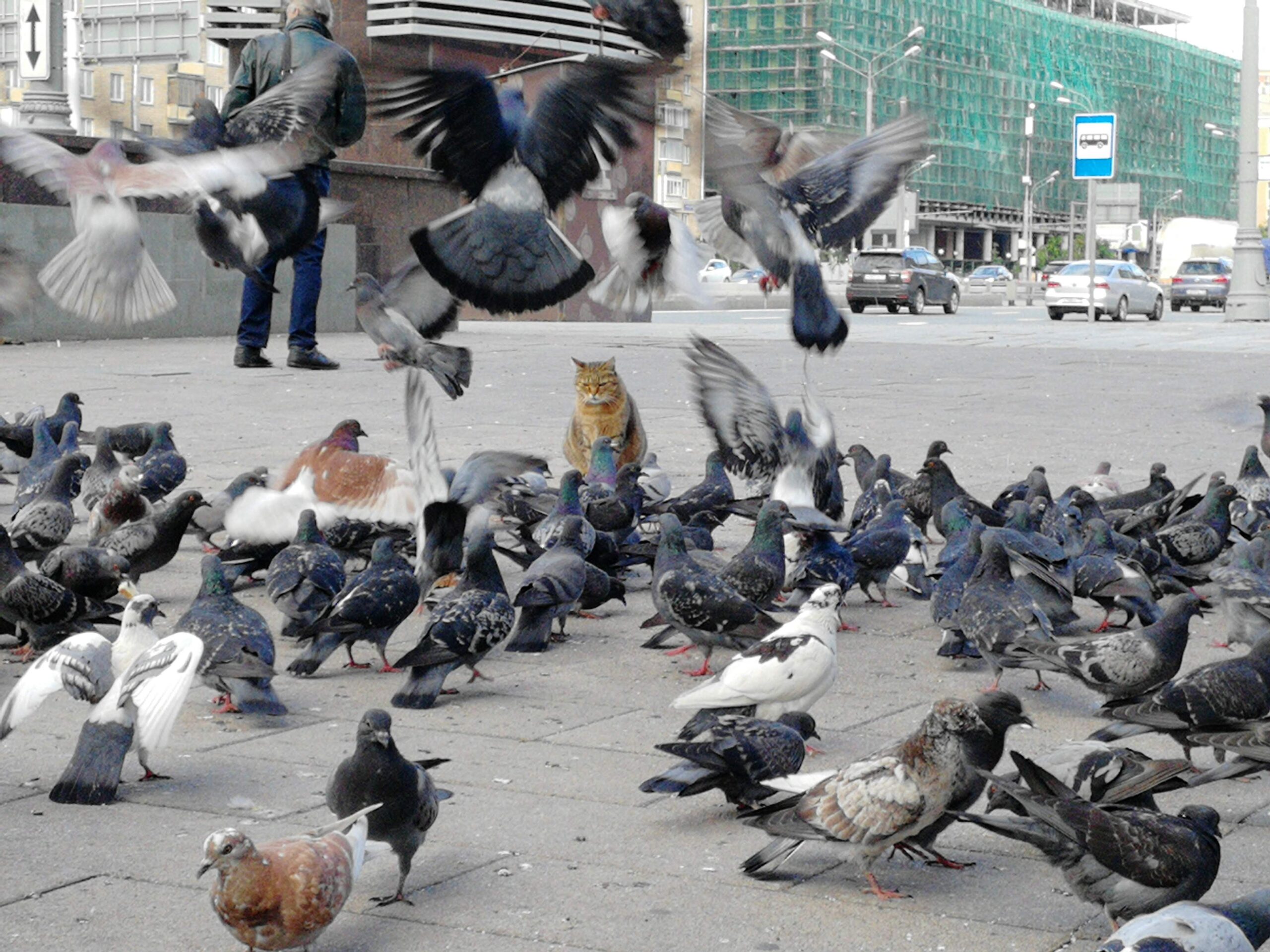 Featured Post Image - Mosca dal punto di vista di un gatto